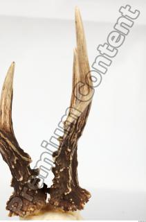 Skull Deer 0071